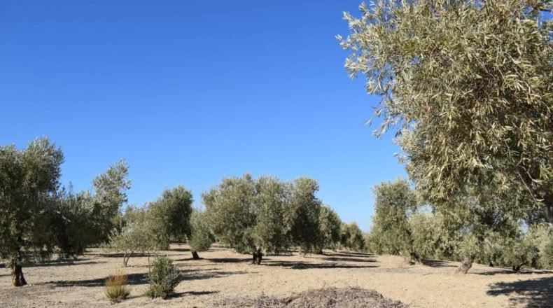 Granada - Villa de Otura - 15000m2