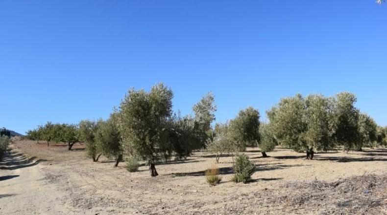 Granada - Villa de Otura - 15000m2