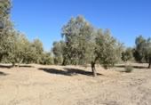 Земля на продажу у города Villa de Otura Фото