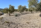 Земля на продажу у города Villa de Otura Фото
