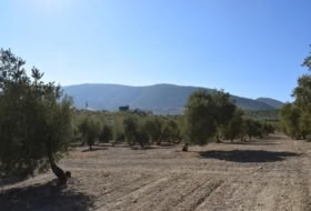 Villa de Otura 15000&nbsp;м²