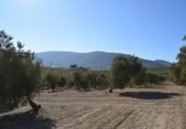 Земля на продажу у города Villa de Otura Фото