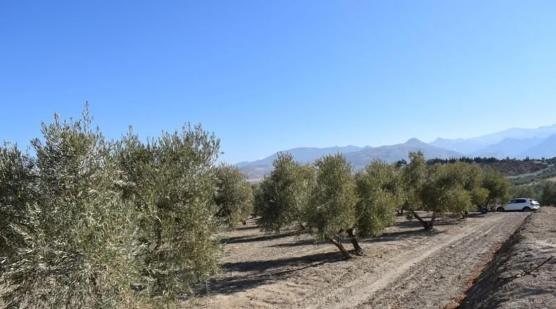 Granada - Villa de Otura - 15000m2