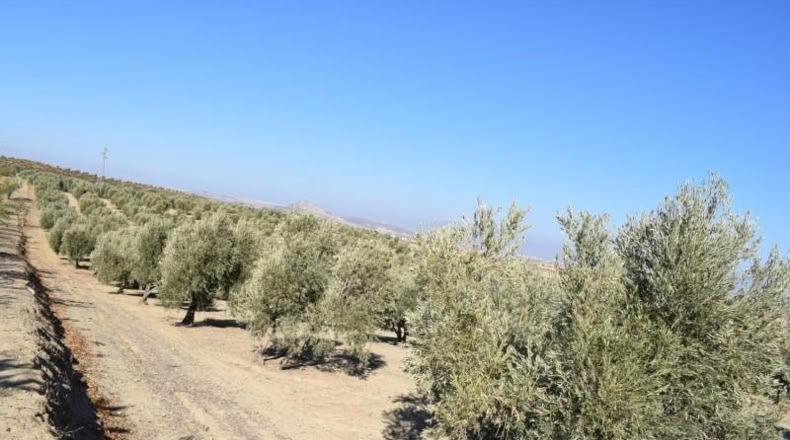 Granada - Villa de Otura - 15000m2