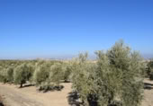 Земля на продажу у города Villa de Otura Фото