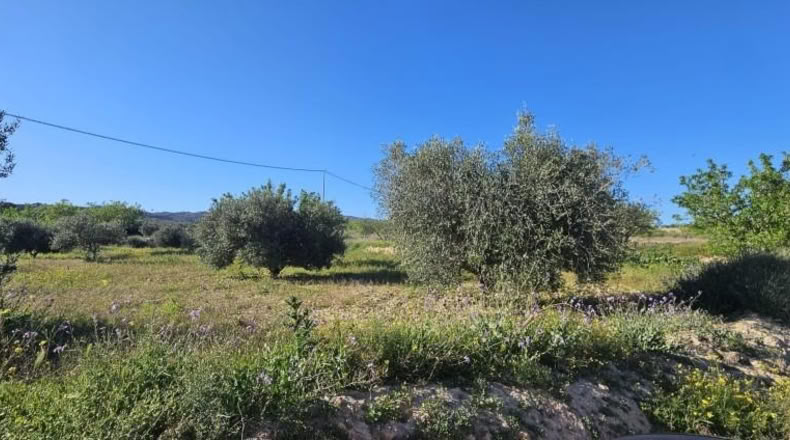Murcia - Murcia - 16977m2