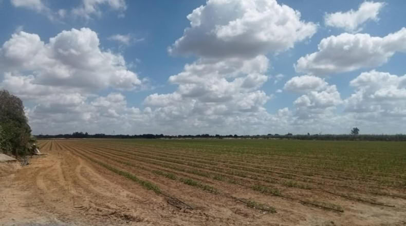 Seville - Dos Hermanas - 17600m2