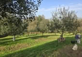 Non-developable land for sale on España, Pola de Siero, ref: TR351196 photo