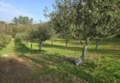 Non-developable land for sale on España, Pola de Siero, ref: TR351196 photo