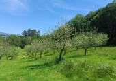 Non-developable land for sale on España, Pola de Siero, ref: TR351196 photo