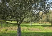 Non-developable land for sale on España, Pola de Siero, ref: TR351196 photo