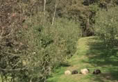 Non-developable land for sale on España, Pola de Siero, ref: TR351196 photo