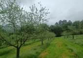 Non-developable land for sale on España, Pola de Siero, ref: TR351196 photo