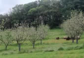 Non-developable land for sale on España, Pola de Siero, ref: TR351196 photo