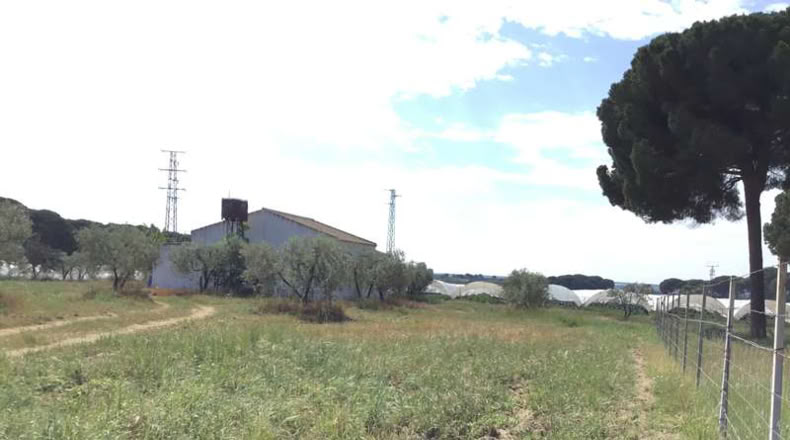 Huelva - Almonte - 10000m2