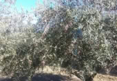 Detached villa with land for sale on España, La Zubia, ref: TR409535 photo