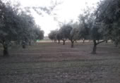Detached villa with land for sale on España, La Zubia, ref: TR409535 photo