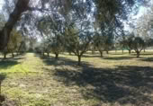 Detached villa with land for sale on España, La Zubia, ref: TR409535 photo
