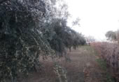 Detached villa with land for sale on España, La Zubia, ref: TR409535 photo