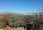 Detached villa with land for sale on España, La Zubia, ref: TR409535 photo