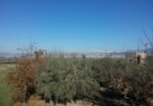 Detached villa with land for sale on España, La Zubia, ref: TR409535 photo