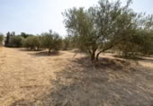 Xalet independent amb terreny en venda a la España, Moraleda de Zafayona, ref.: TR409531 foto
