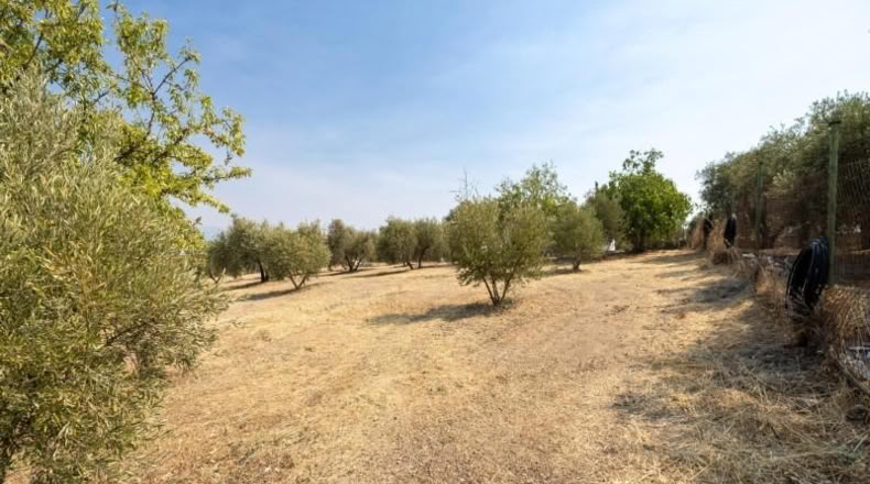 Granada - Moraleda de Zafayona - 2600m2