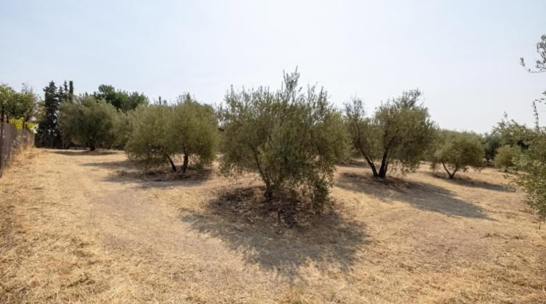 Granada - Moraleda de Zafayona - 2600m2