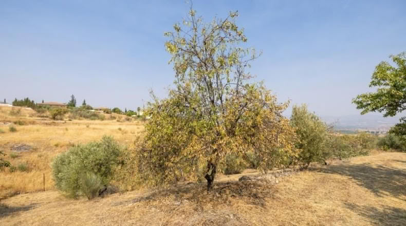 Granada - Moraleda de Zafayona - 2600m2