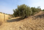 Xalet independent amb terreny en venda a la España, Moraleda de Zafayona, ref.: TR409531 foto