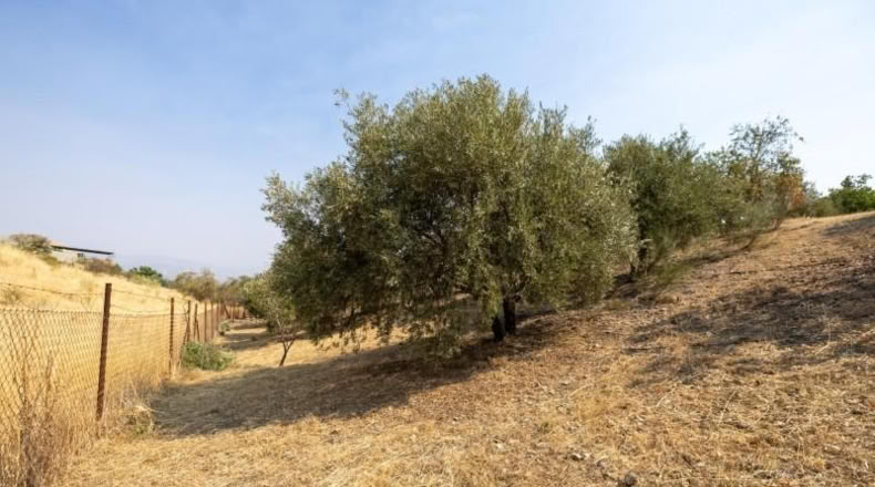Granada - Moraleda de Zafayona - 2600m2