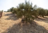 Xalet independent amb terreny en venda a la España, Moraleda de Zafayona, ref.: TR409531 foto