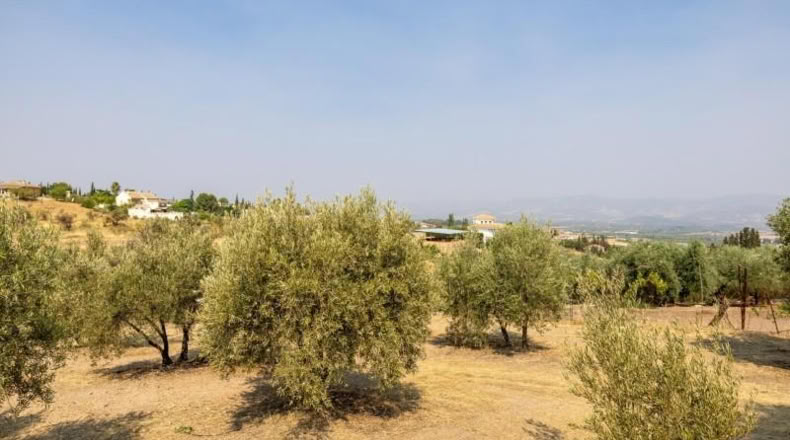 Granada - Moraleda de Zafayona - 2600m2