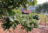 Sòl urbà en venda a la España, Corbera de Llobregat, ref.: TR120009 foto