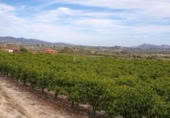 Casa de camp amb terreny en venda a la España, Benigànim, ref.: TR409543 foto