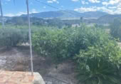 Casa de campo con terreno en venta en la España, Blanca, ref: TR142809 foto