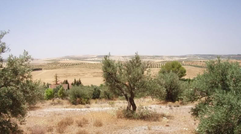 Granada - Gabia Grande - 6000m2