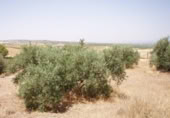 Land suitable for development for sale on España, Gabia Grande, ref: TR409563 photo