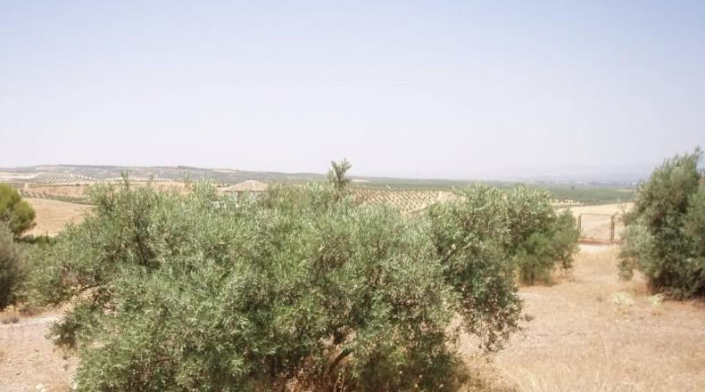 Granada - Gabia Grande - 6000m2