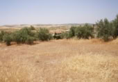 Land suitable for development for sale on España, Gabia Grande, ref: TR409563 photo
