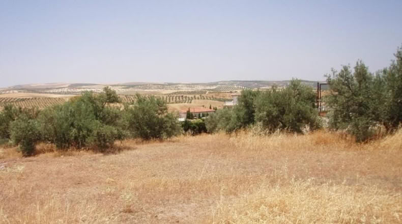 Granada - Gabia Grande - 6000m2