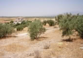 Land suitable for development for sale on España, Gabia Grande, ref: TR409563 photo