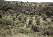Xalet independent amb terreny en venda a la España, Víznar, ref.: TR409576 foto