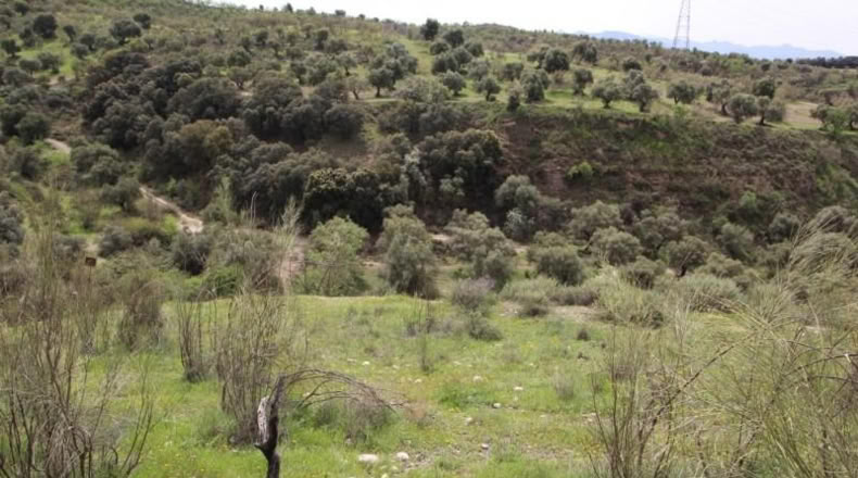 Granada - Víznar - 113000m2