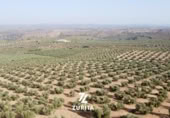 Terreny no urbanitzable en venda a la España, Montoro, ref.: TR350710 foto