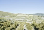 Non-developable land for sale on España, Motril, ref: TR409578 photo