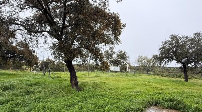 Кордова - Alcaracejos - 23500m2