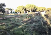 Detached villa with land for sale on España, Almonte, ref: TR364708 photo
