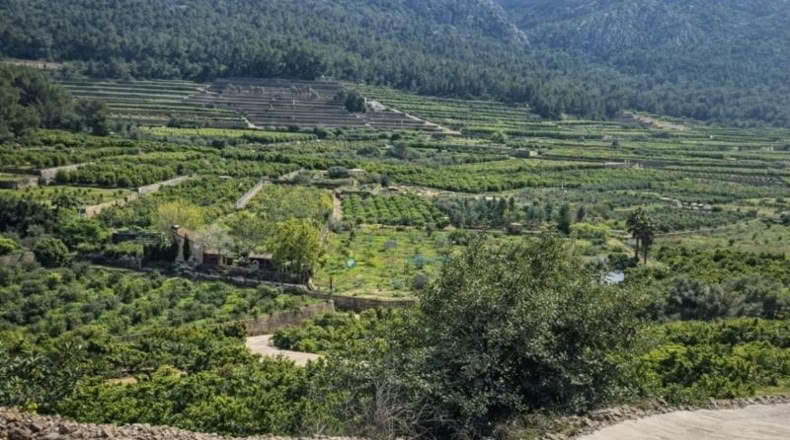Валенсия - Alfauir - 18833m2