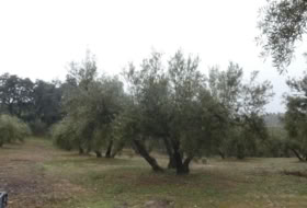 Foto 20